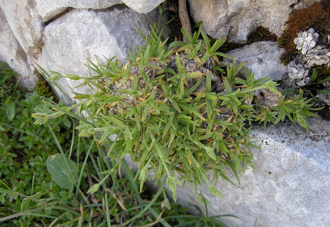 Mcneillia (=Minuartia) graminifolia subsp. rosanoi / Minuartia di Rosano